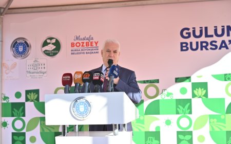 Zeytin fidanları toprakla buluştu