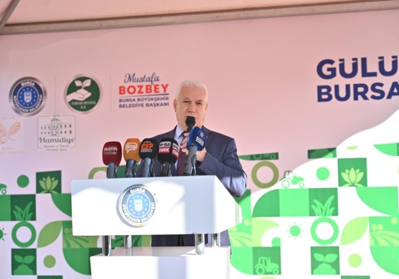 Zeytin fidanları toprakla buluştu